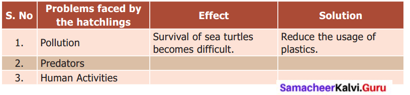 Samacheer Kalvi 6th English Solutions Term 1 Prose Chapter 1 Sea Turtles 1