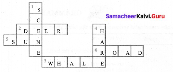 Samacheer Kalvi 6th English Solutions Term 1 Prose Chapter 1 Sea Turtles 4