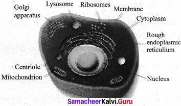 Samacheer Kalvi 7th Science Solutions Term 2 Chapter 4 Cell Biology image - 1