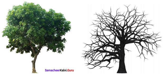 Samacheer Kalvi 9th English Solutions Poem Chapter 3 On Killing a Tree 4
