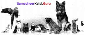 Samacheer Kalvi 9th English Solutions Supplementary Chapter 4 The Cat and the Pain-killer 1
