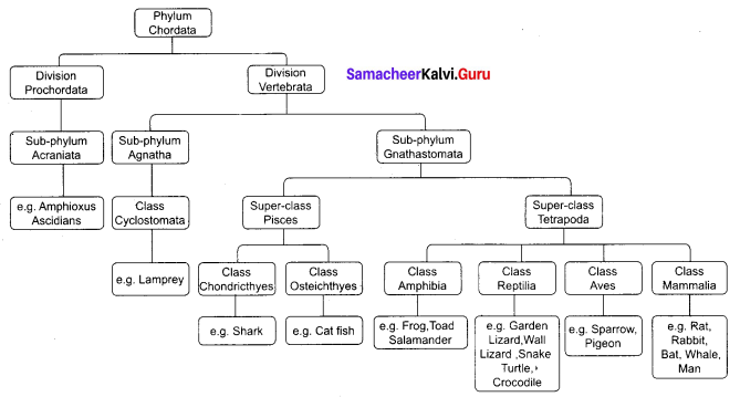 Samacheer Kalvi 9th Science Solutions Chapter 17 Animal Kingdom 1