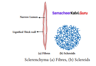 Samacheer Kalvi 9th Science Solutions Chapter 18 Organization of Tissues 3