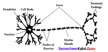 Samacheer Kalvi 9th Science Solutions Chapter 18 Organization of Tissues 4