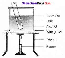Samacheer Kalvi 9th Science Solutions Chapter 19 Plant Physiology 5