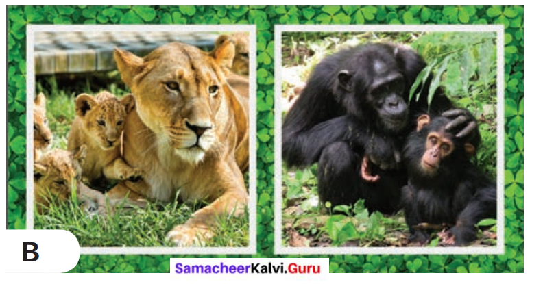 Samacheer Kalvi 6th English Solutions Term 3 Play Chapter 1 The Jungle Book 14