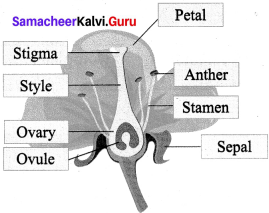 Samacheer Kalvi 7th Science Solutions Term 1 Chapter 5 Reproductive and Modification In Plants image - 2