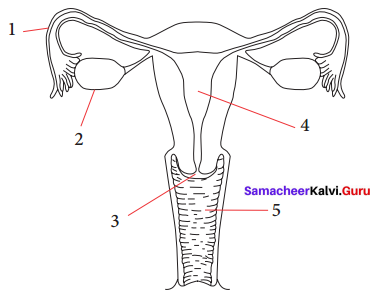Samacheer Kalvi 9th Science Solutions Chapter 20 Organ Systems in Animals 5