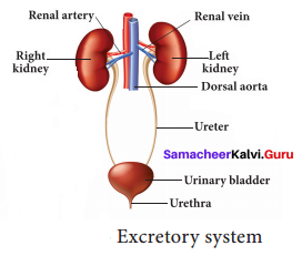 Samacheer Kalvi 9th Science Solutions Chapter 20 Organ Systems in Animals 7