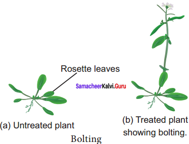 Samacheer Kalvi 11th Bio Botany Solutions Chapter 15 Plant Growth and Development