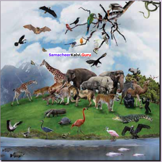 Samacheer Kalvi 11th Bio Zoology Solutions Chapter 1 The Living World 