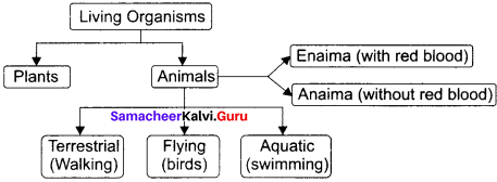 Samacheer Kalvi 11th Bio Zoology Solutions Chapter 1 The Living World 