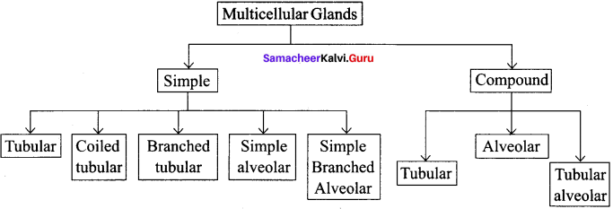 Samacheer Kalvi 11th Bio Zoology Solutions Chapter 3 Tissue Level of Organisation 