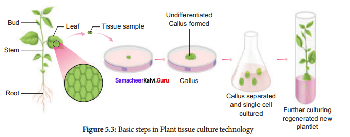 Samacheer Kalvi 12th Bio Botany Solutions Chapter 5 Plant Tissue Culture