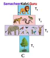 Samacheer Kalvi 12th Bio Botany Solutions Chapter 7 Ecosystem