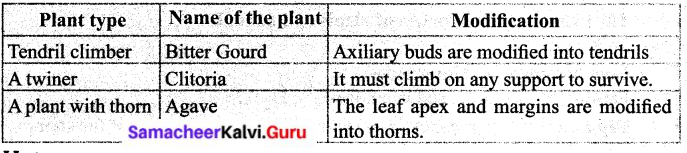 Samacheer Kalvi 6th Science Solutions Term 1 Chapter 4 The Living World of Plants 8