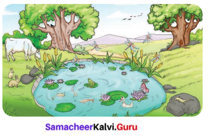 Samacheer Kalvi 6th Science Solutions Term 1 Chapter 5 Living World of Animals 2
