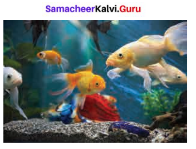 Samacheer Kalvi 6th Science Solutions Term 2 Chapter 4 Air 1