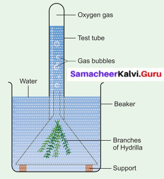 Samacheer Kalvi 6th Science Solutions Term 2 Chapter 4 Air 7