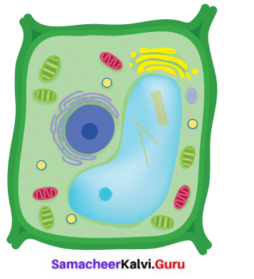 Samacheer Kalvi 6th Science Solutions Term 2 Chapter 5 The Cell 1