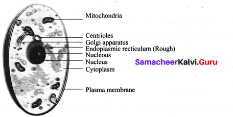 Samacheer Kalvi 6th Science Solutions Term 2 Chapter 5 The Cell – Samacheer  Kalvi