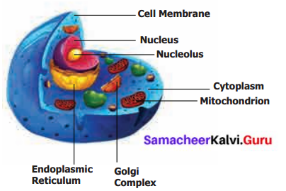Samacheer Kalvi 6th Science Solutions Term 2 Chapter 5 The Cell 11