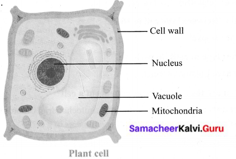 Samacheer Kalvi 6th Science Solutions Term 2 Chapter 5 The Cell 2