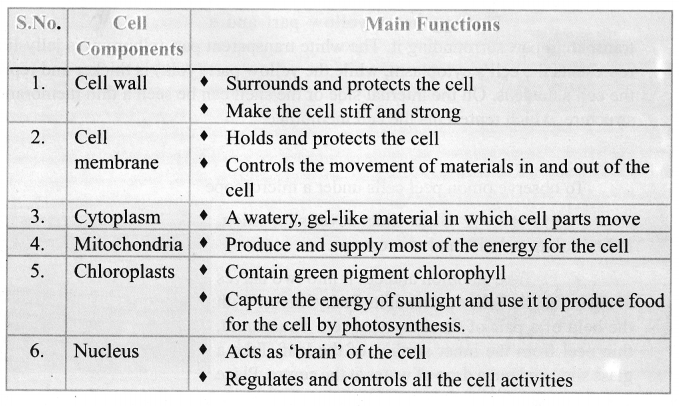 Samacheer Kalvi 6th Science Solutions Term 2 Chapter 5 The Cell 5