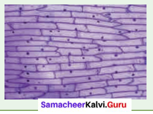 Samacheer Kalvi 6th Science Solutions Term 2 Chapter 5 The Cell 8
