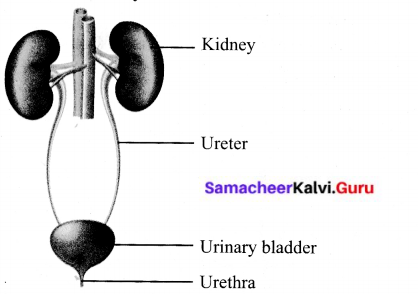 Samacheer Kalvi 6th Science Solutions Term 2 Chapter 6 Human Organ Systems 2