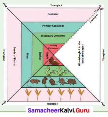 Samacheer Kalvi 6th Science Solutions Term 3 Chapter 4 Our Environment 4
