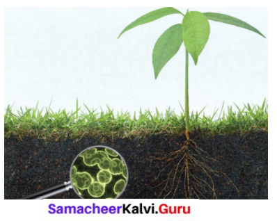 Samacheer Kalvi 6th Science Solutions Term 3 Chapter 5 Plants in Daily Life 1
