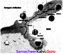 Samacheer Kalvi 6th Social Science History Solutions Term 1 Chapter 3 Indus Civilisation image - 6