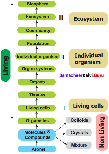 Samacheer Kalvi 11th Bio Botany Solutions Chapter 1 Living World 13