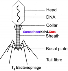 Samacheer Kalvi 11th Bio Botany Solutions Chapter 1 Living World 16