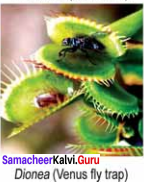 Samacheer Kalvi 11th Bio Botany Solutions Chapter 12 Mineral Nutrition 6