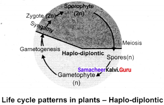 Samacheer Kalvi 11th Bio Botany Solutions Chapter 2 Plant Kingdom 4