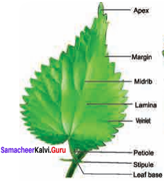 Samacheer Kalvi 11th Bio Botany Solutions Chapter 3 Vegetative Morphology 15