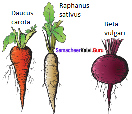 Samacheer Kalvi 11th Bio Botany Solutions Chapter 3 Vegetative Morphology 20