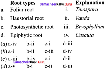 Samacheer Kalvi 11th Bio Botany Solutions Chapter 3 Vegetative Morphology 3