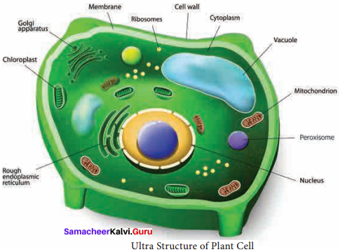 Samacheer Kalvi 11th Bio Botany Solutions Chapter 6 Cell The Unit of Life 3