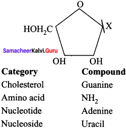 Samacheer Kalvi 11th Bio Botany Solutions Chapter 8 Biomolecules 1