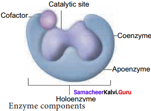 Samacheer Kalvi 11th Bio Botany Solutions Chapter 8 Biomolecules 8
