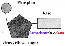 Samacheer Kalvi 11th Bio Botany Solutions Chapter 8 Biomolecules 9
