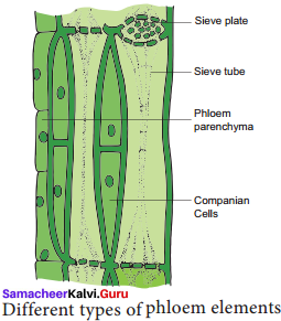 Samacheer Kalvi 11th Bio Botany Solutions Chapter 9 Tissue and Tissue System 1