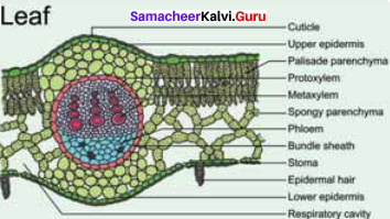 Samacheer Kalvi 11th Bio Botany Solutions Chapter 9 Tissue and Tissue System 19
