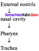 Samacheer Kalvi 11th Bio Zoology Solutions Chapter 6 Respiration img 1