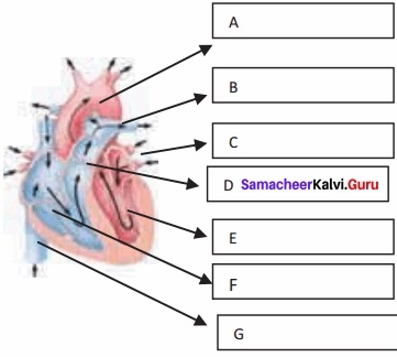 Samacheer Kalvi 11th Bio Zoology Solutions Chapter 7 Body Fluids and Circulation img 1-1