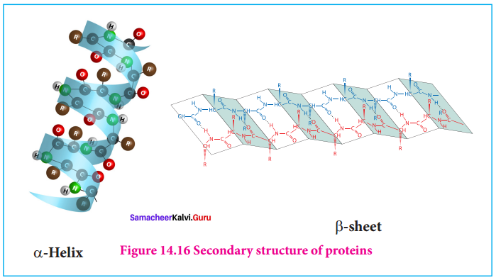 Samacheer Kalvi 12th Chemistry Solutions Chapter 14 Biomolecules-10