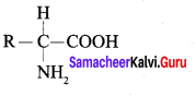 Samacheer Kalvi 12th Chemistry Solutions Chapter 14 Biomolecules-35